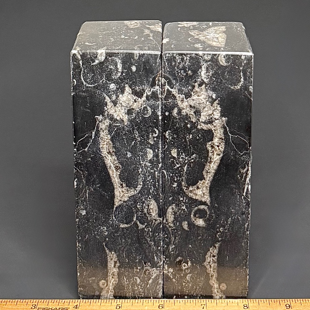BK403 Geisonoceras Bookends