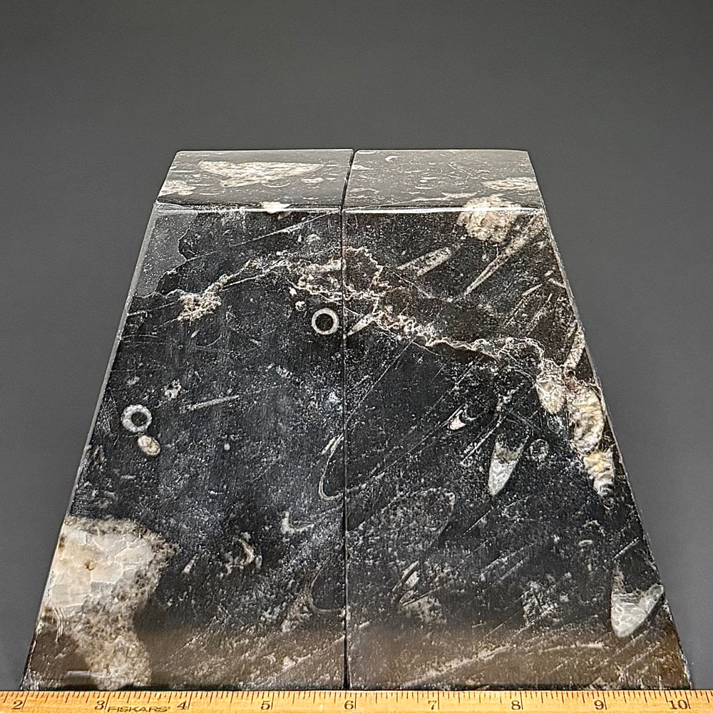 BK403 Geisonoceras Bookends - Image 3