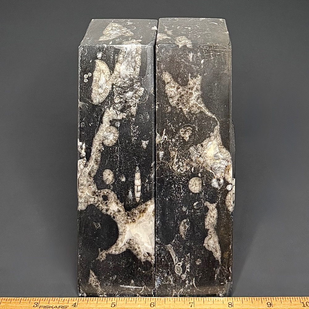 BK403 Geisonoceras Bookends - Image 2