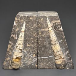 BK704 Orthoceras Bookends