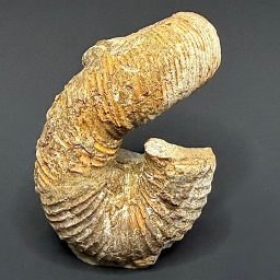 FO403 Heteromorph Ammonite