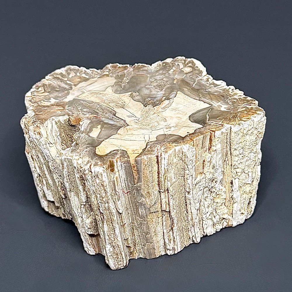 FO411 Petrified Wood