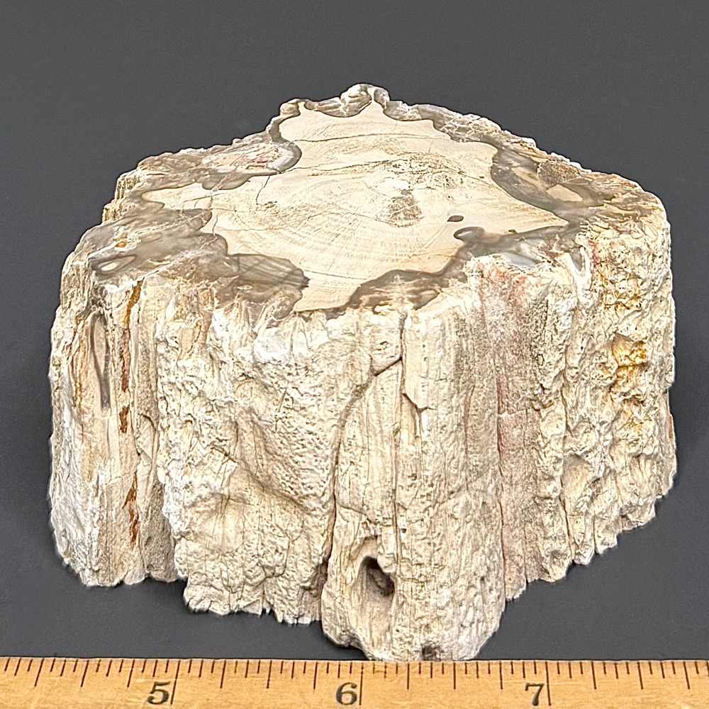 FO411 Petrified Wood - Image 2
