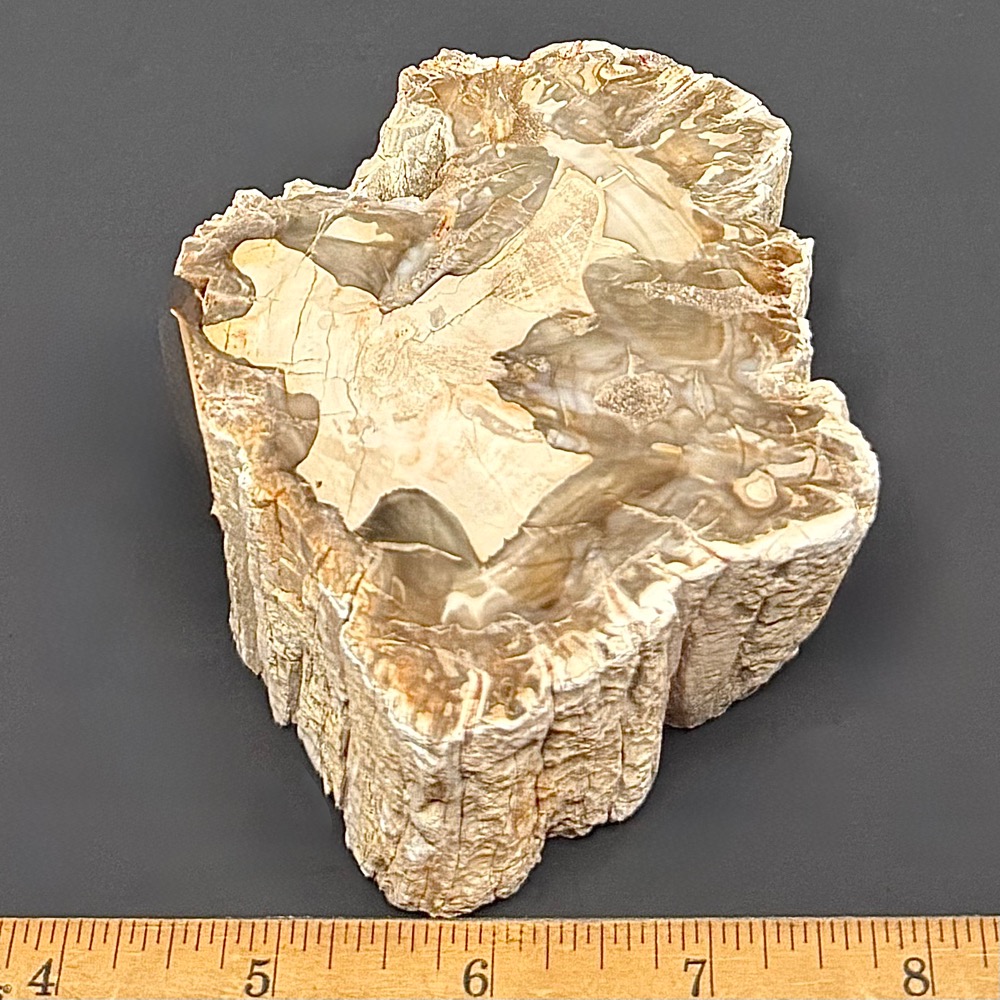 FO411 Petrified Wood