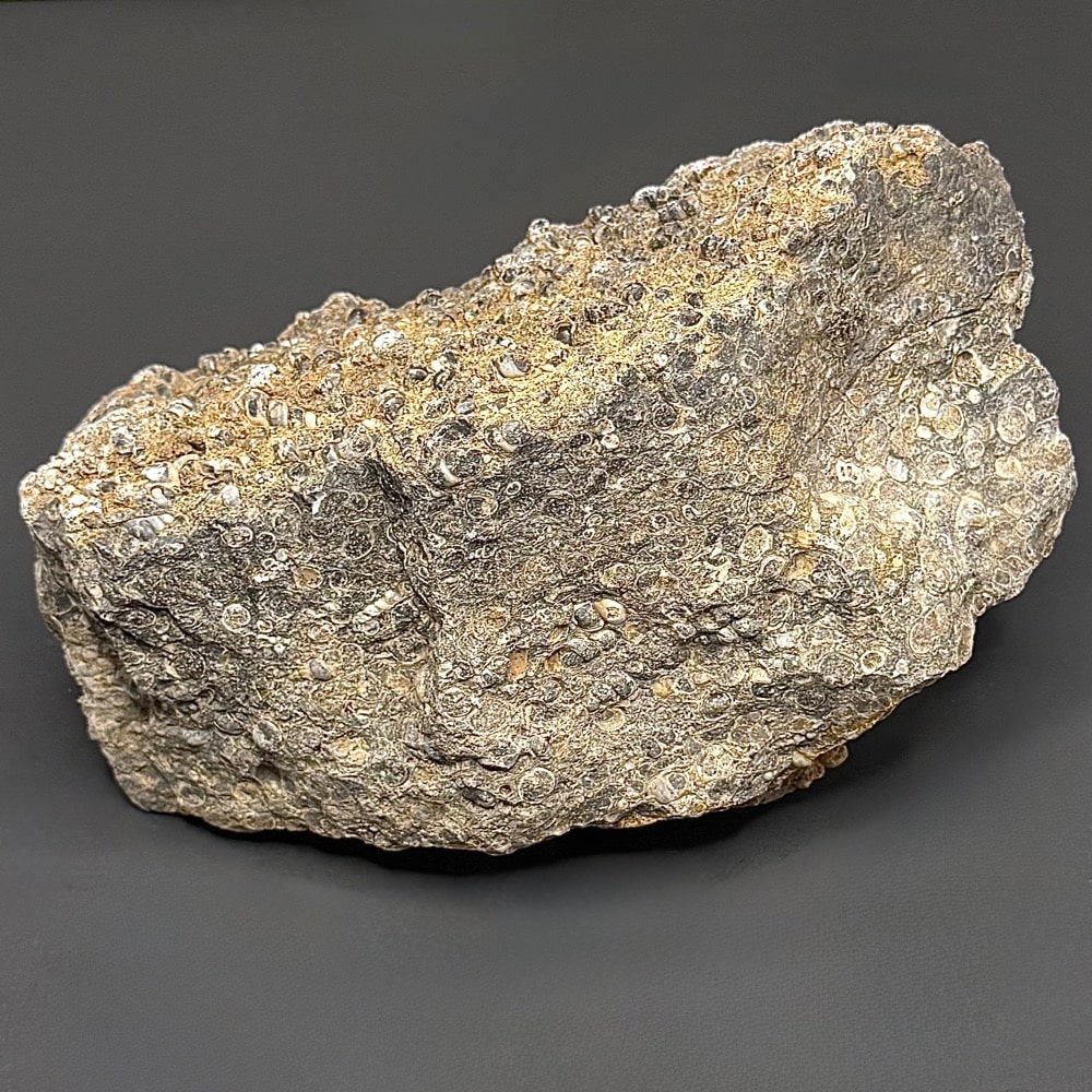 BCR401 Turritella Agate