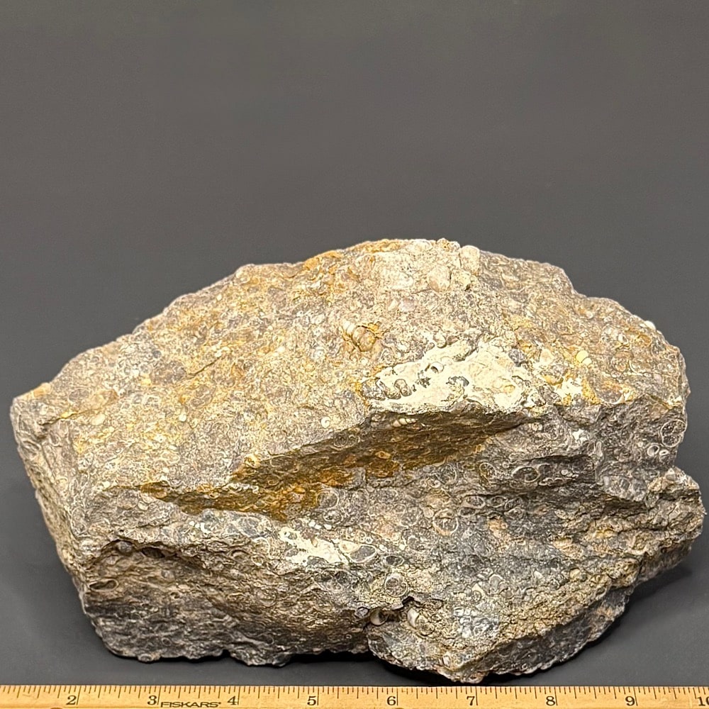 BCR401 Turritella Agate - Image 2