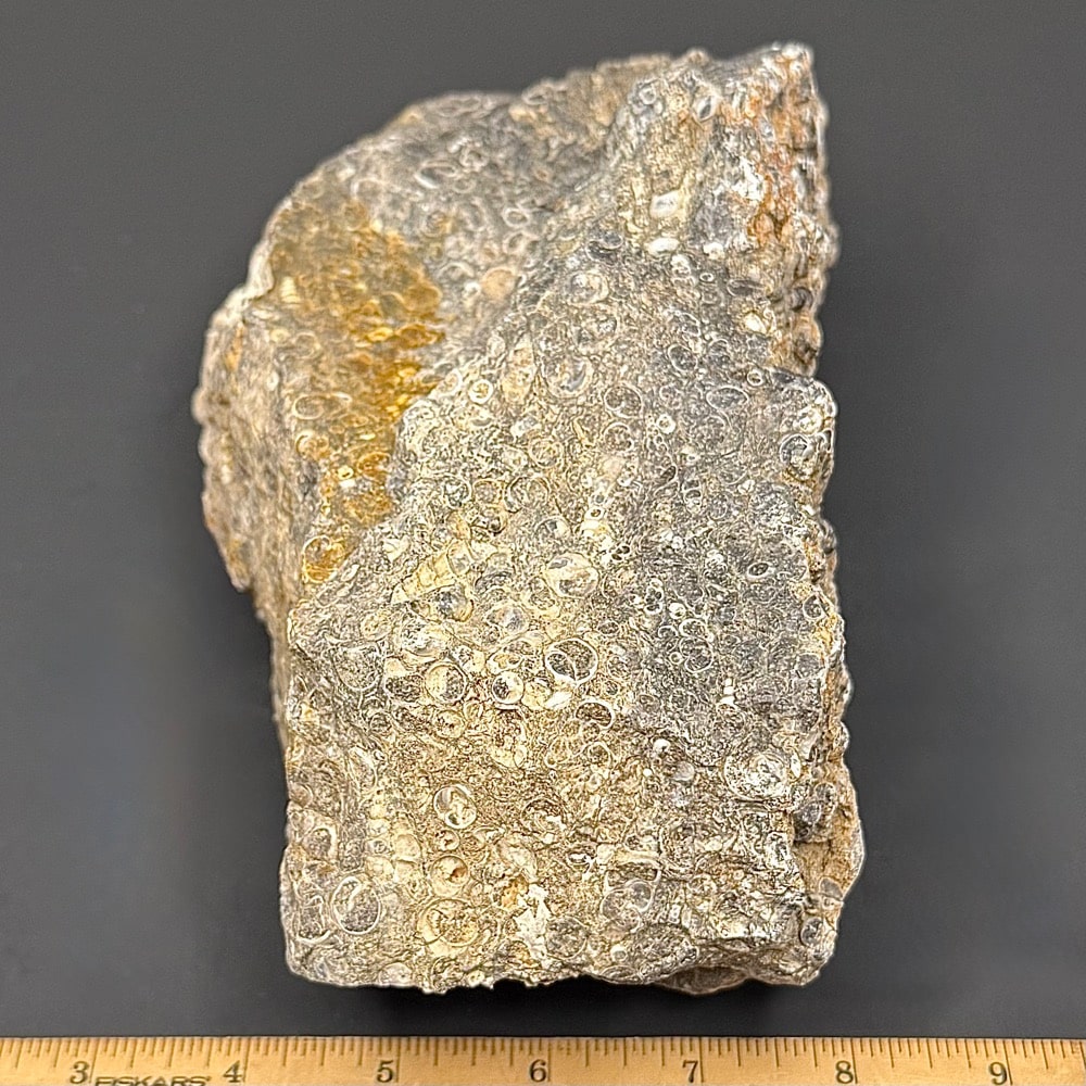 BCR401 Turritella Agate - Image 3