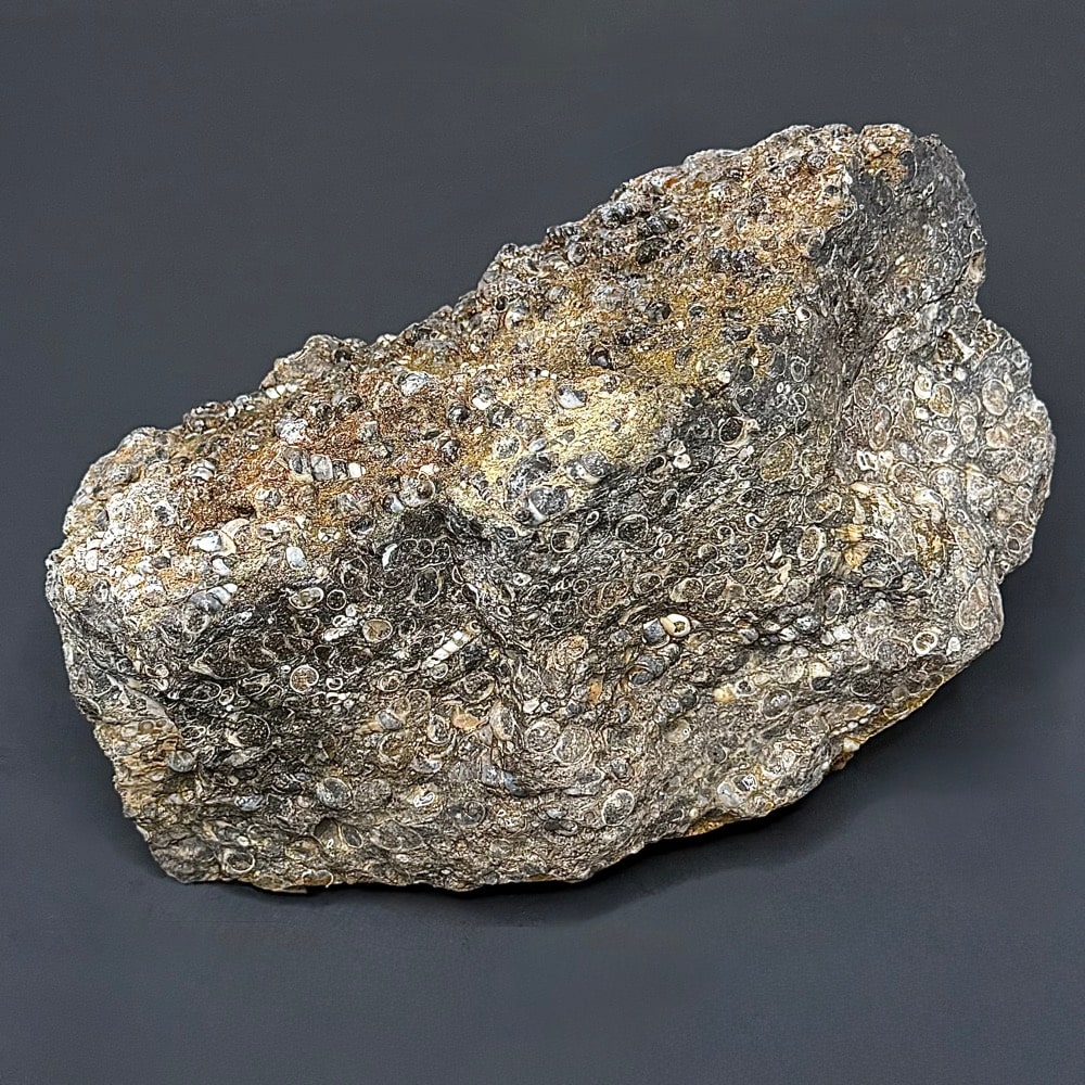 BCR401 Turritella Agate - Image 4