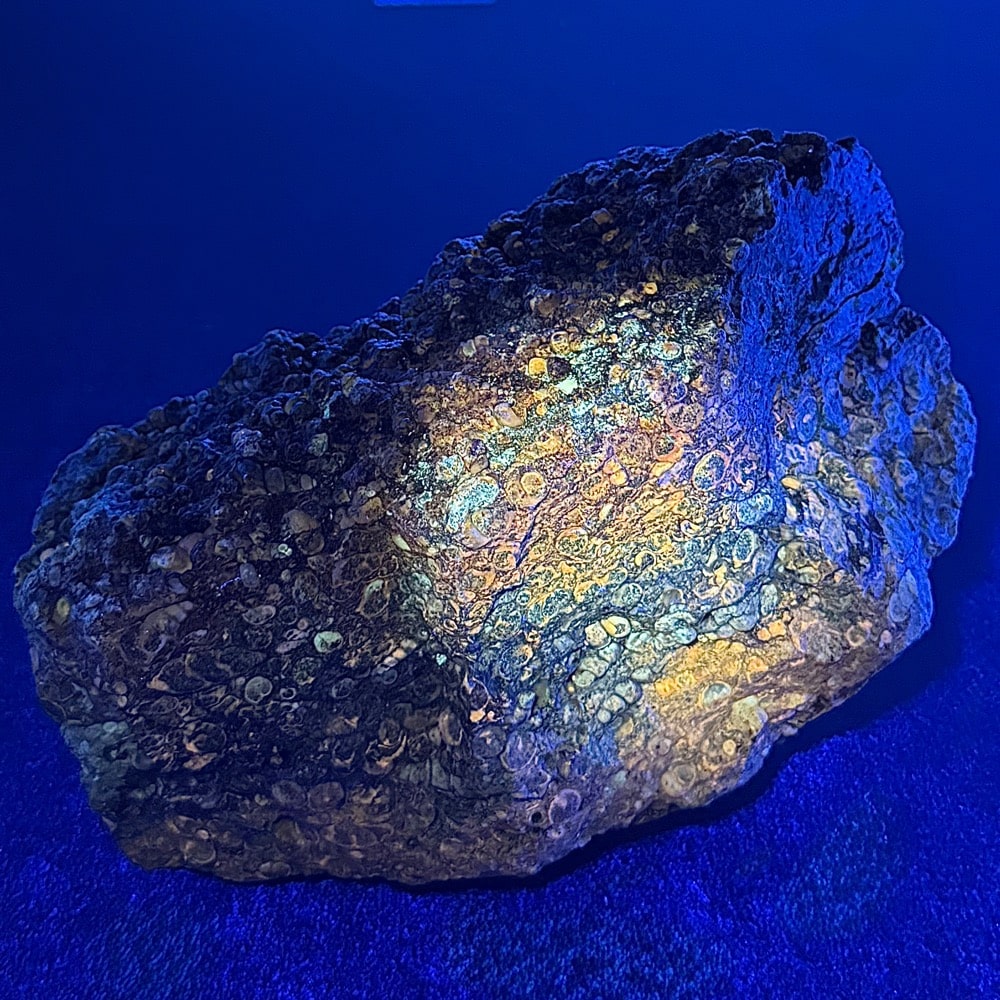 BCR401 Turritella Agate