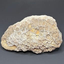 GR101 Moroccan Petoskey Stone