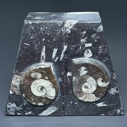 BK707 Geisonoceras Bookends