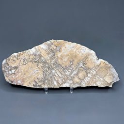 PW208 South Dakota Petrified Wood