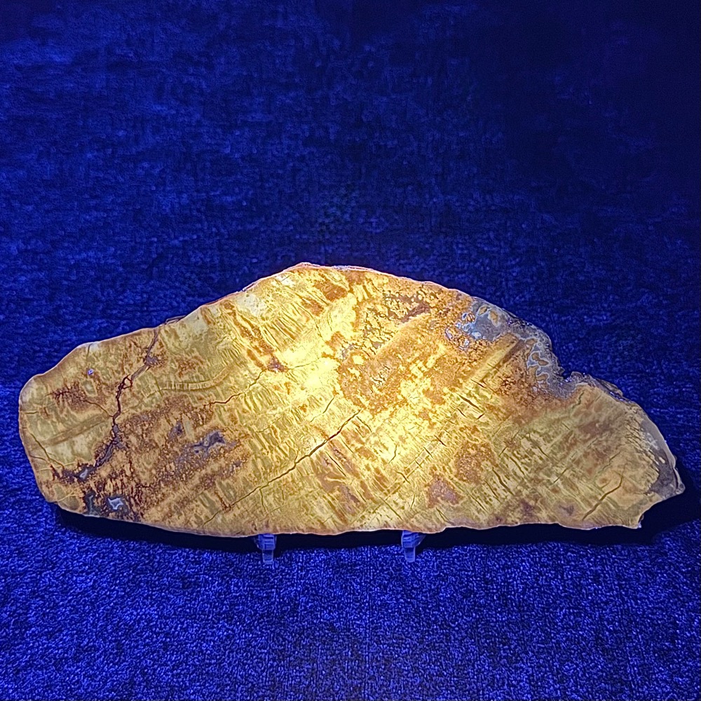 PW208 South Dakota Petrified Wood - Image 3