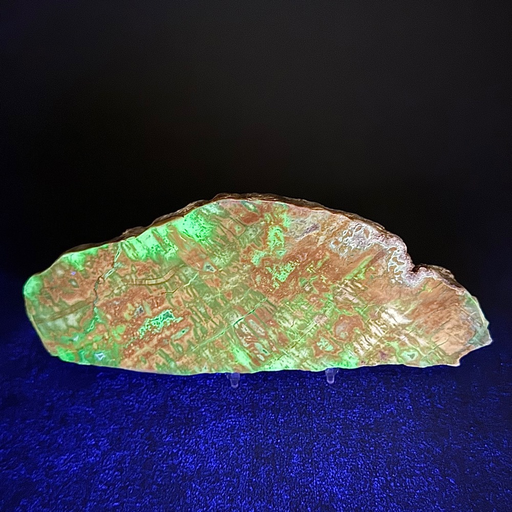 PW208 South Dakota Petrified Wood
