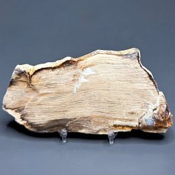 PW209 Pacific Northwest Petrified Wood