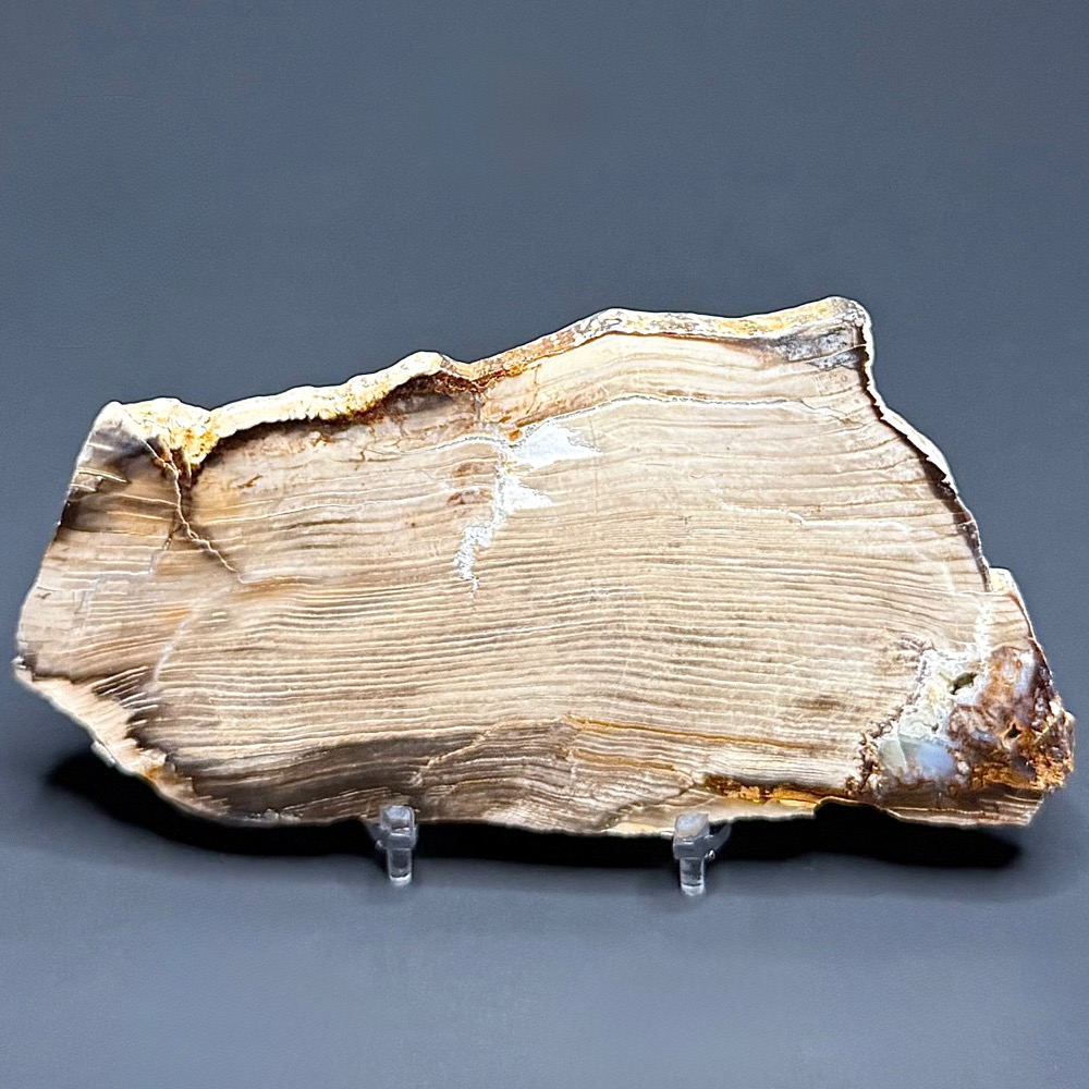 PW209 Pacific Northwest Petrified Wood