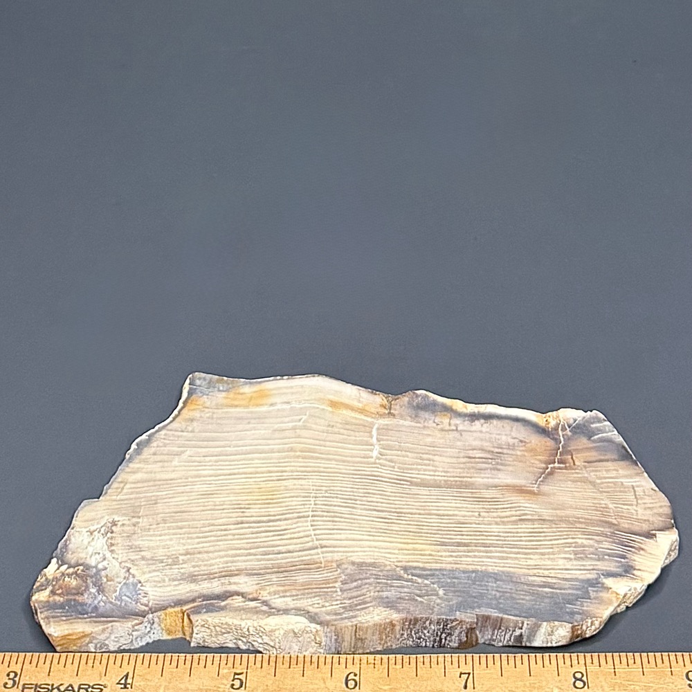PW209 Pacific Northwest Petrified Wood Slab - Image 2