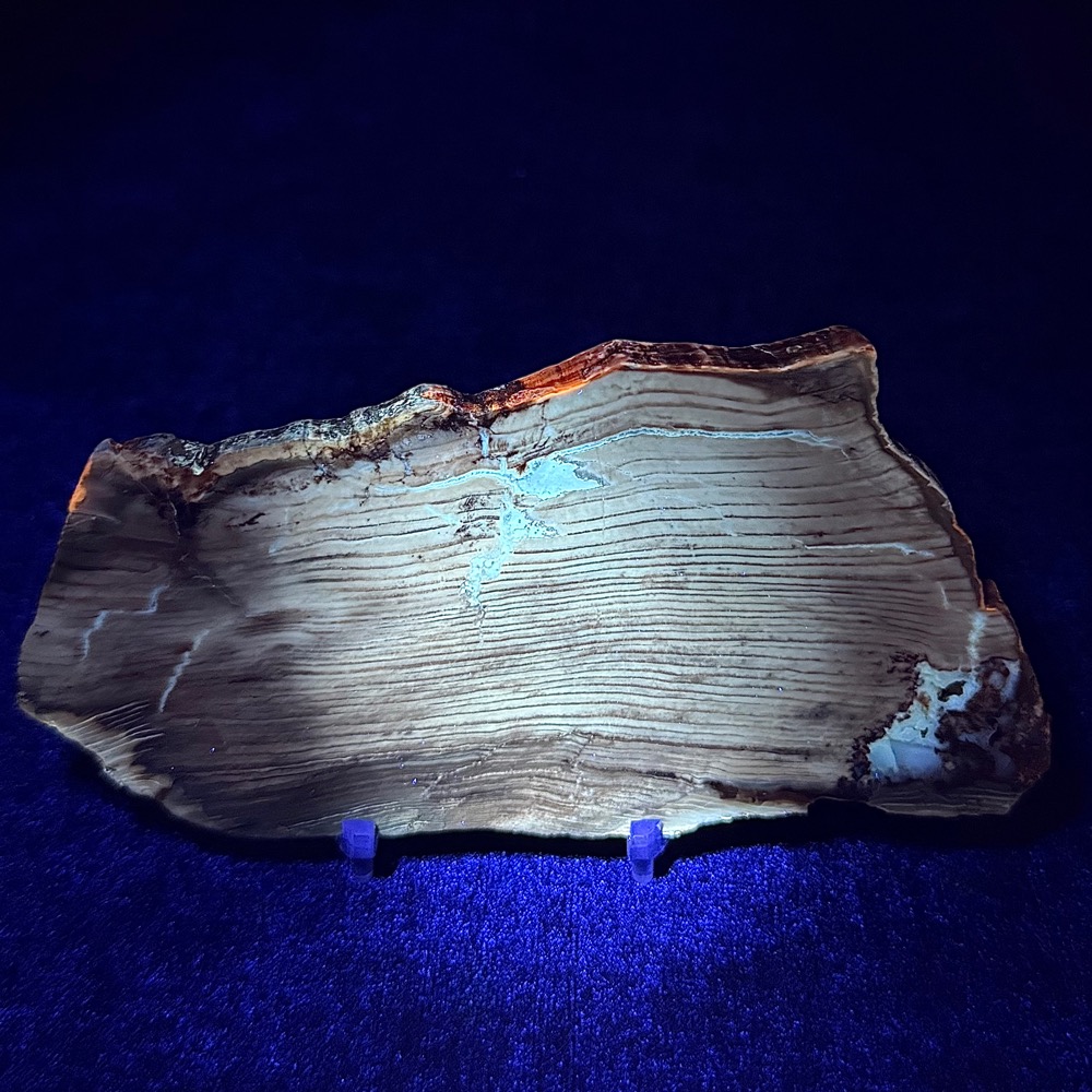 PW209 Pacific Northwest Petrified Wood