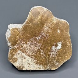 PW303 South Dakota Petrified Wood