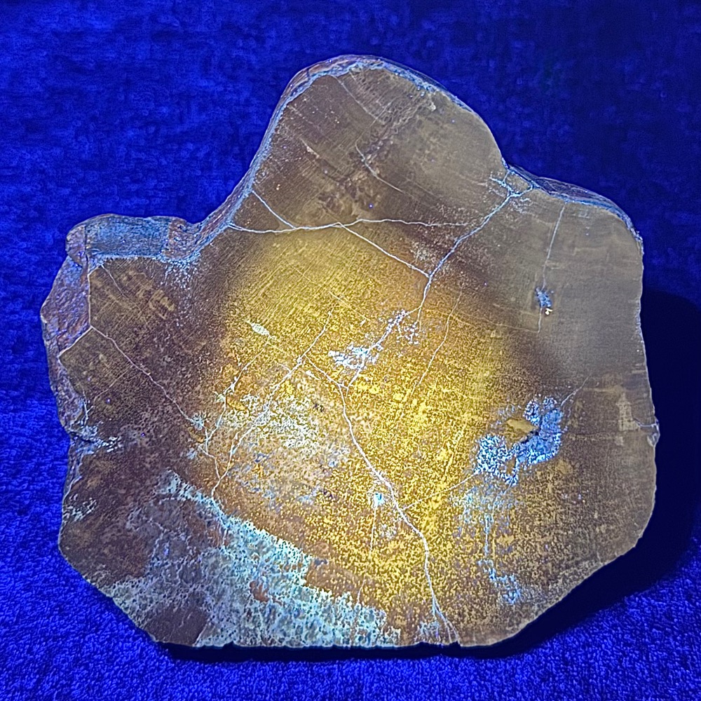 PW303 South Dakota Petrified Wood