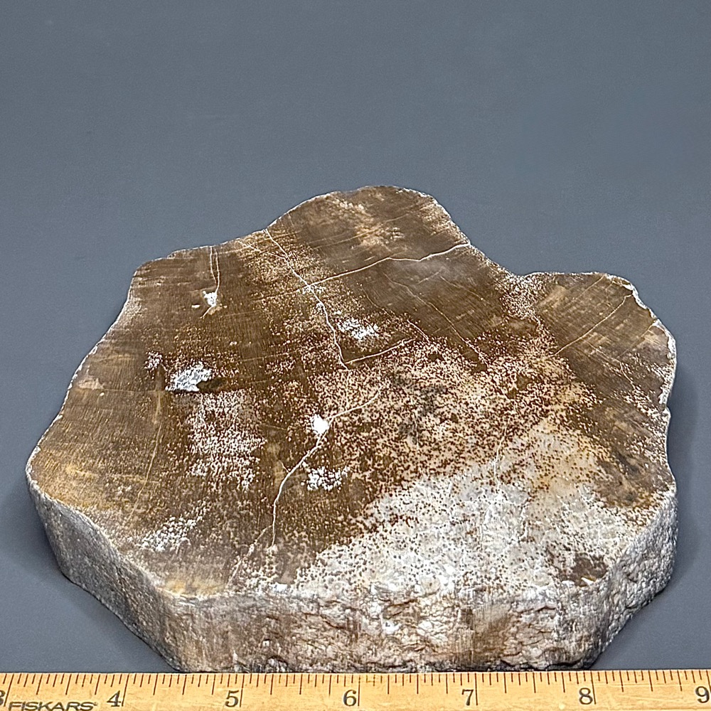 PW303 South Dakota Petrified Wood - Image 2