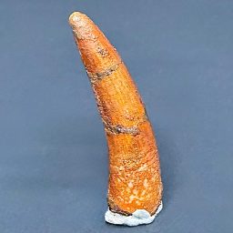 FO703 Fossil Pterosaur Tooth