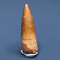 FO820 Fossil Spinosaurus Tooth