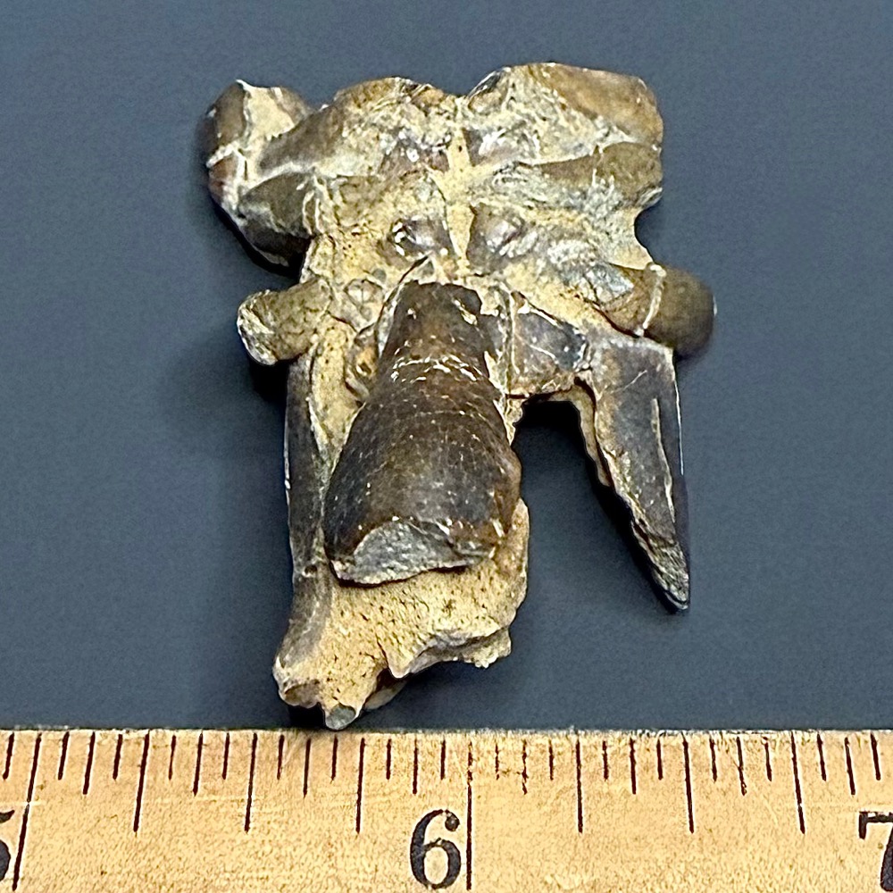 FO115 Fossil Mangrove Lobster