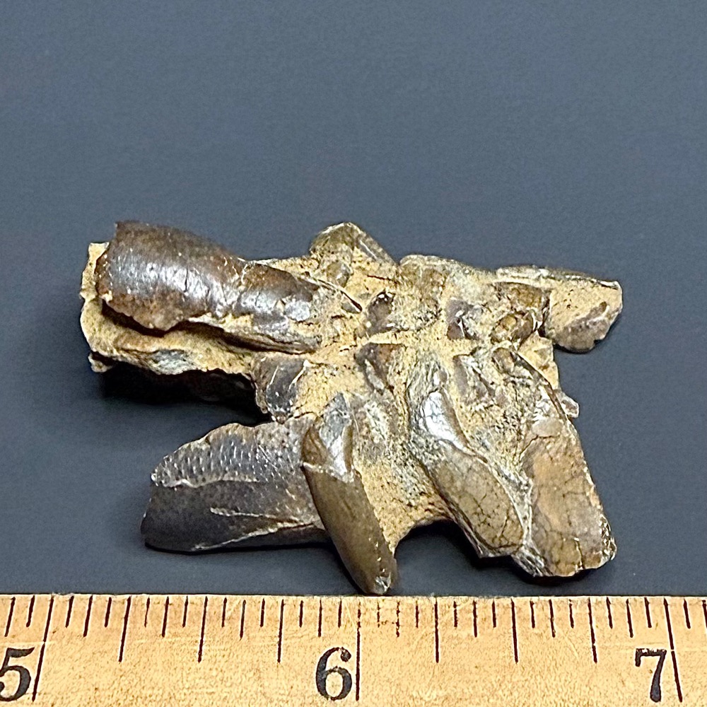 FO115 Fossil Mangrove Lobster - Image 3