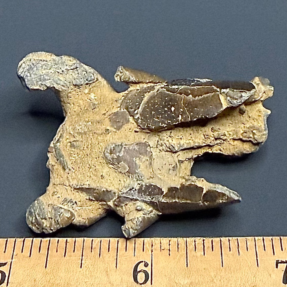 FO115 Fossil Mangrove Lobster - Image 2