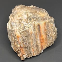 GR102 Arizona Petrified Wood