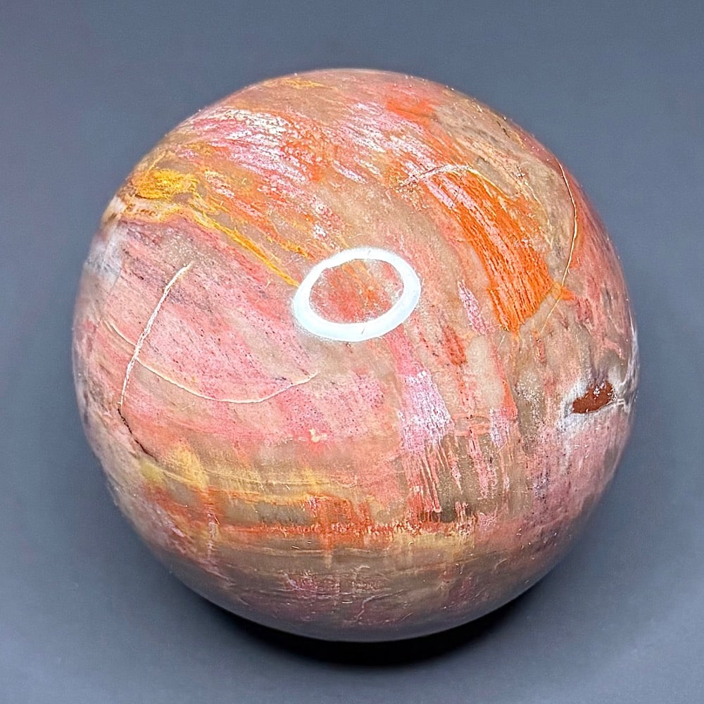 SP107 Petrified Wood