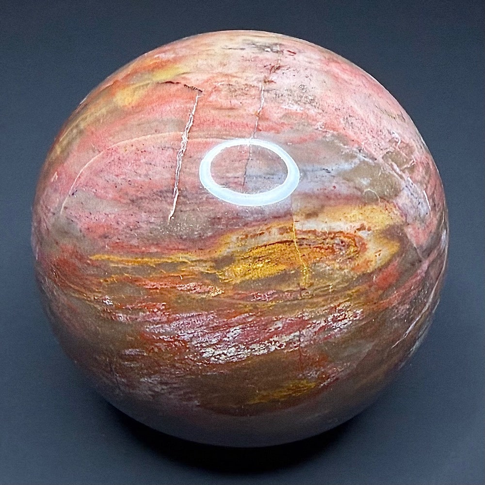 SP107 Petrified Wood - Image 3