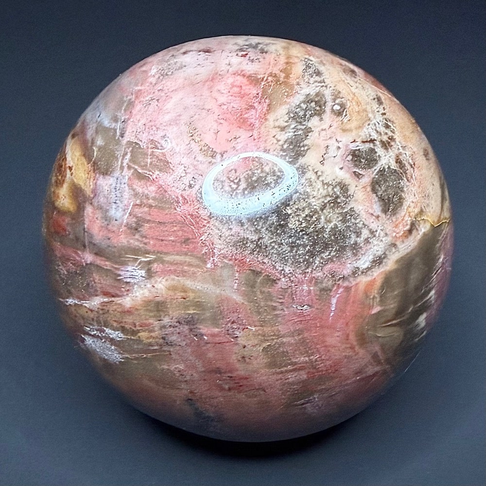 SP107 Petrified Wood - Image 4