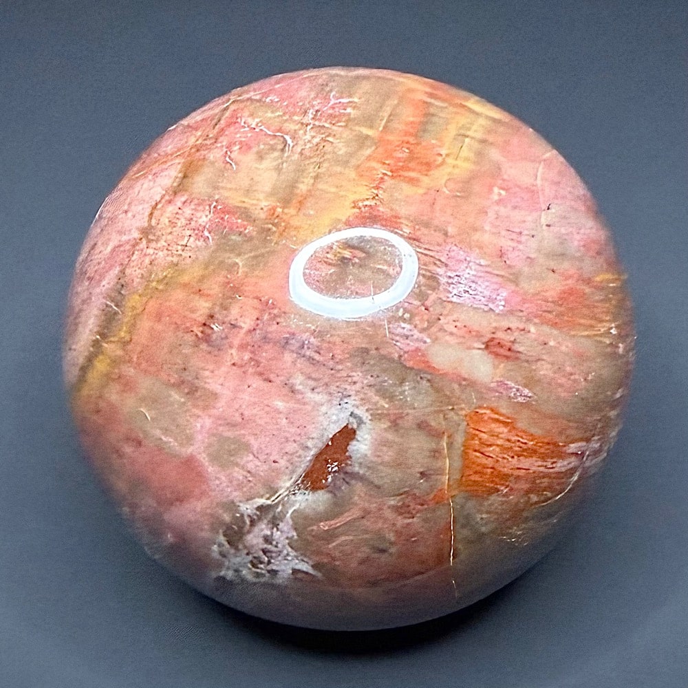 SP107 Petrified Wood