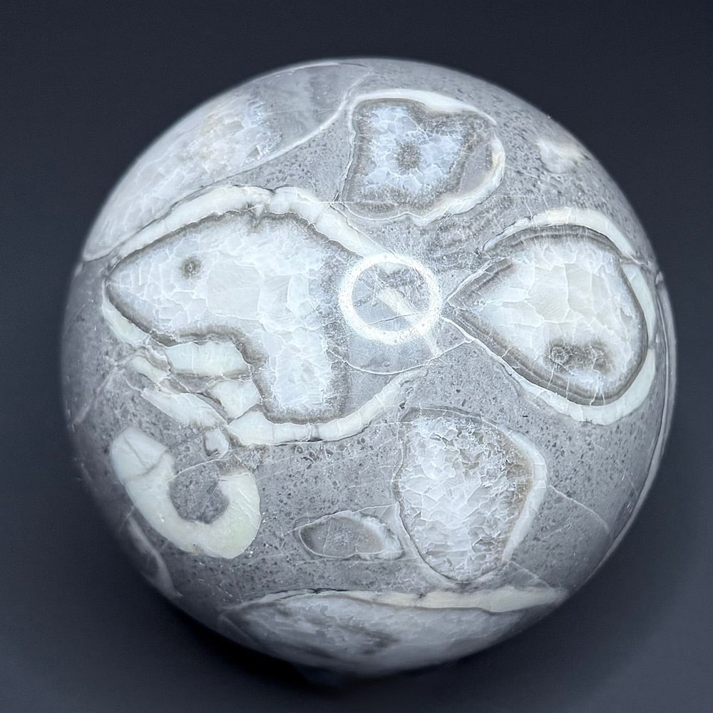 SP109 Fossil Shall Marble - Image 3