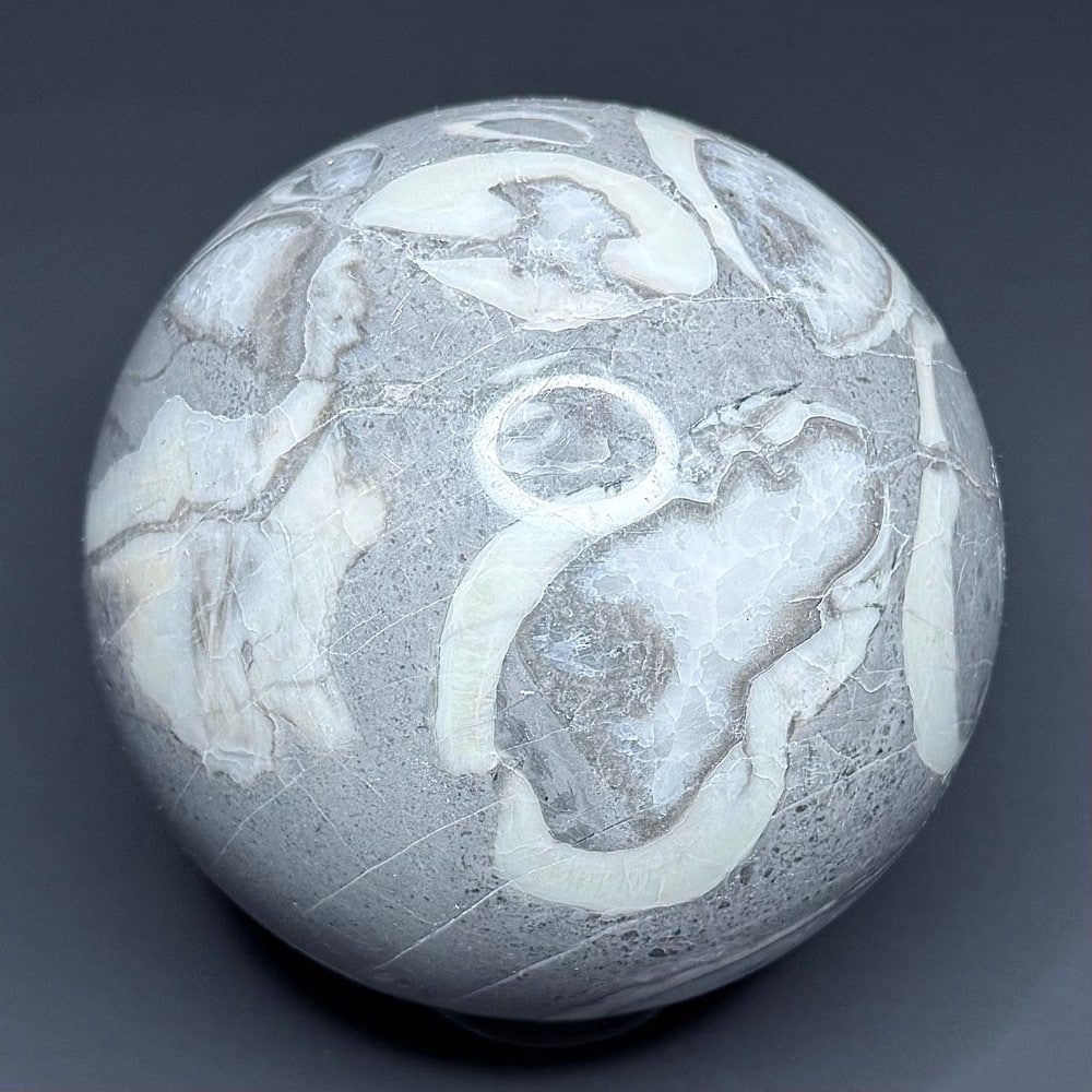 SP109 Fossil Shall Marble