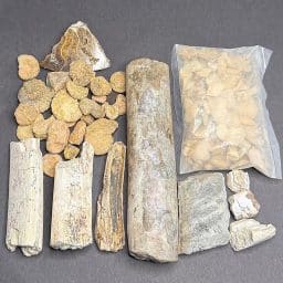 CL314 Assorted Fossil Bits