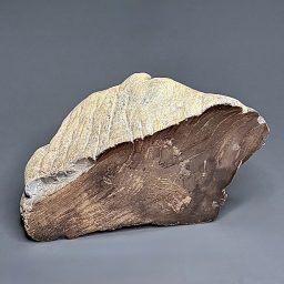 PW101 South Dakota Petrified Wood