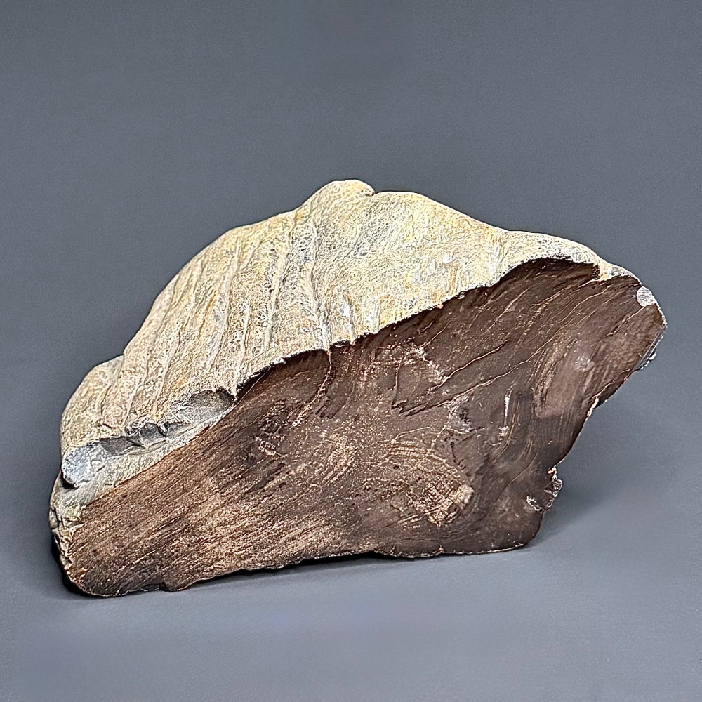 PW101 South Dakota Petrified Wood
