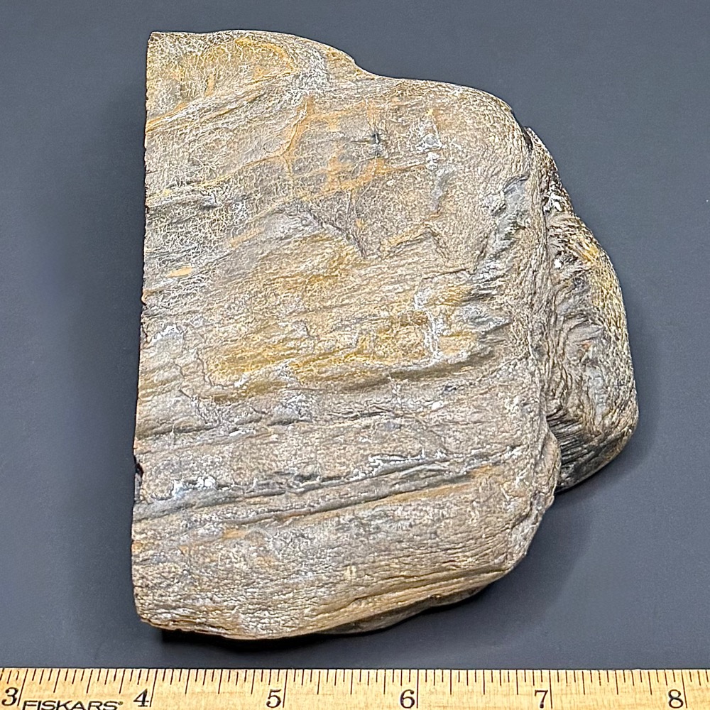 PW101 South Dakota Petrified Wood - Image 3