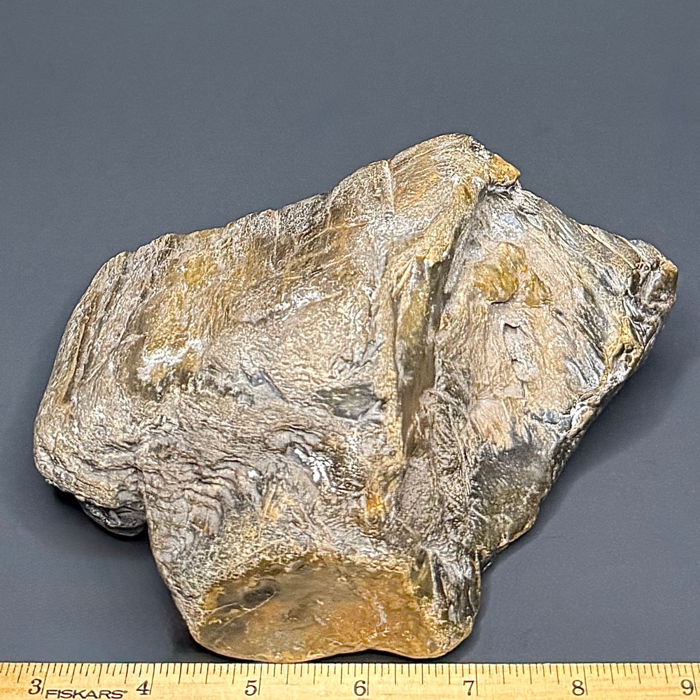 PW101 South Dakota Petrified Wood - Image 4