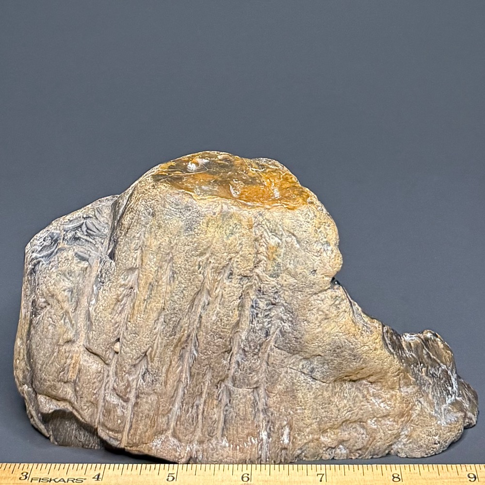 PW101 South Dakota Petrified Wood