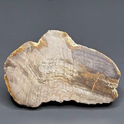 PW207 South Dakota Petrified Wood