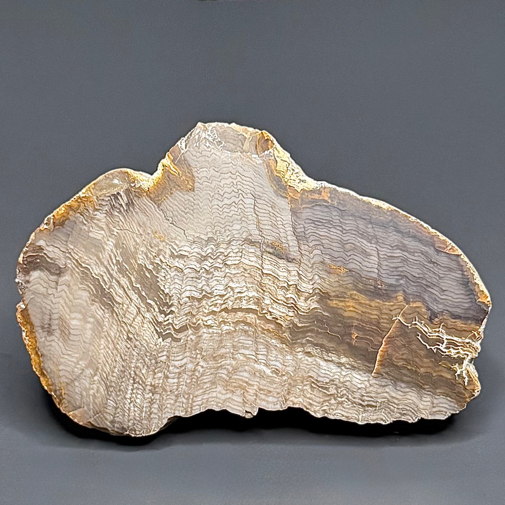 PW207 South Dakota Petrified Wood