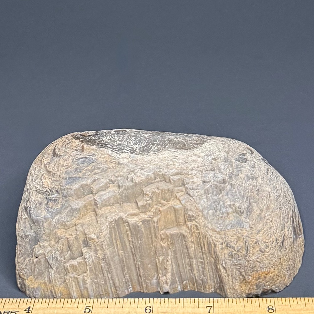 PW207 South Dakota Petrified Wood - Image 2