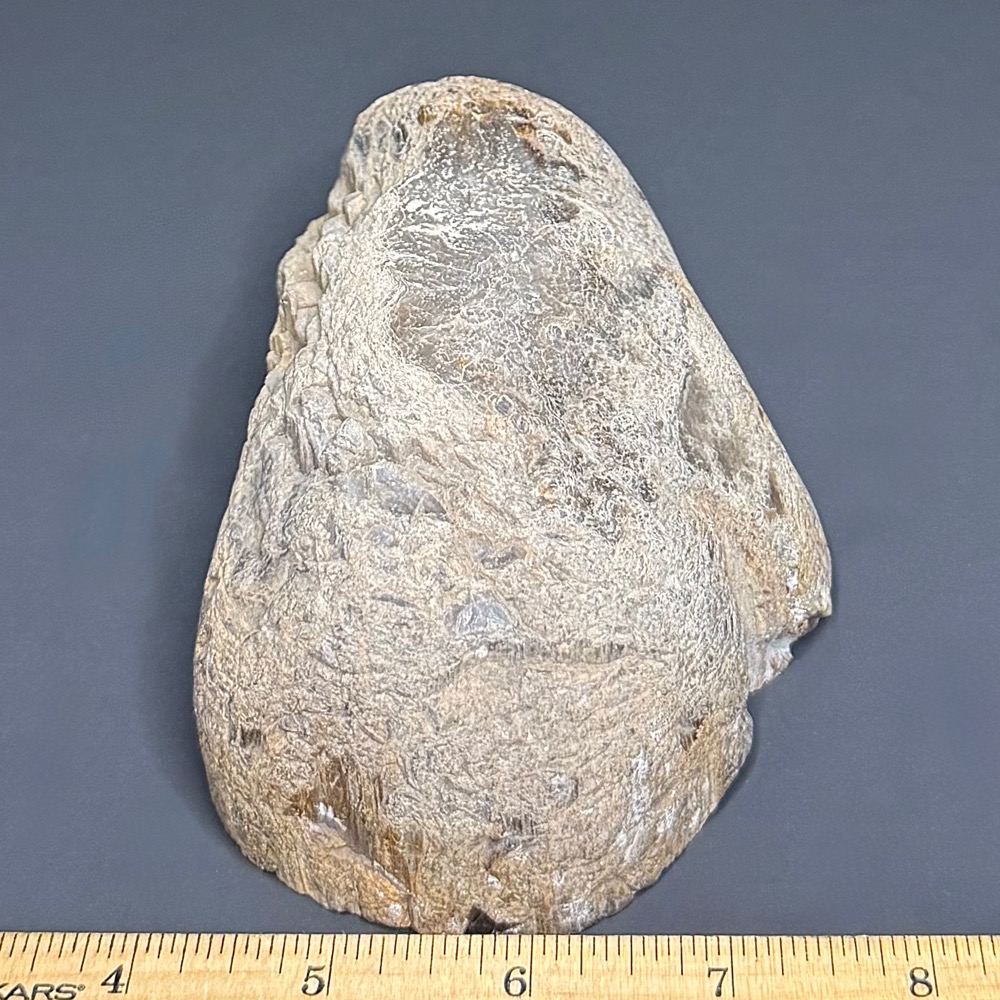 PW207 South Dakota Petrified Wood