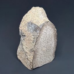 BCR307 Petrified Palmwood