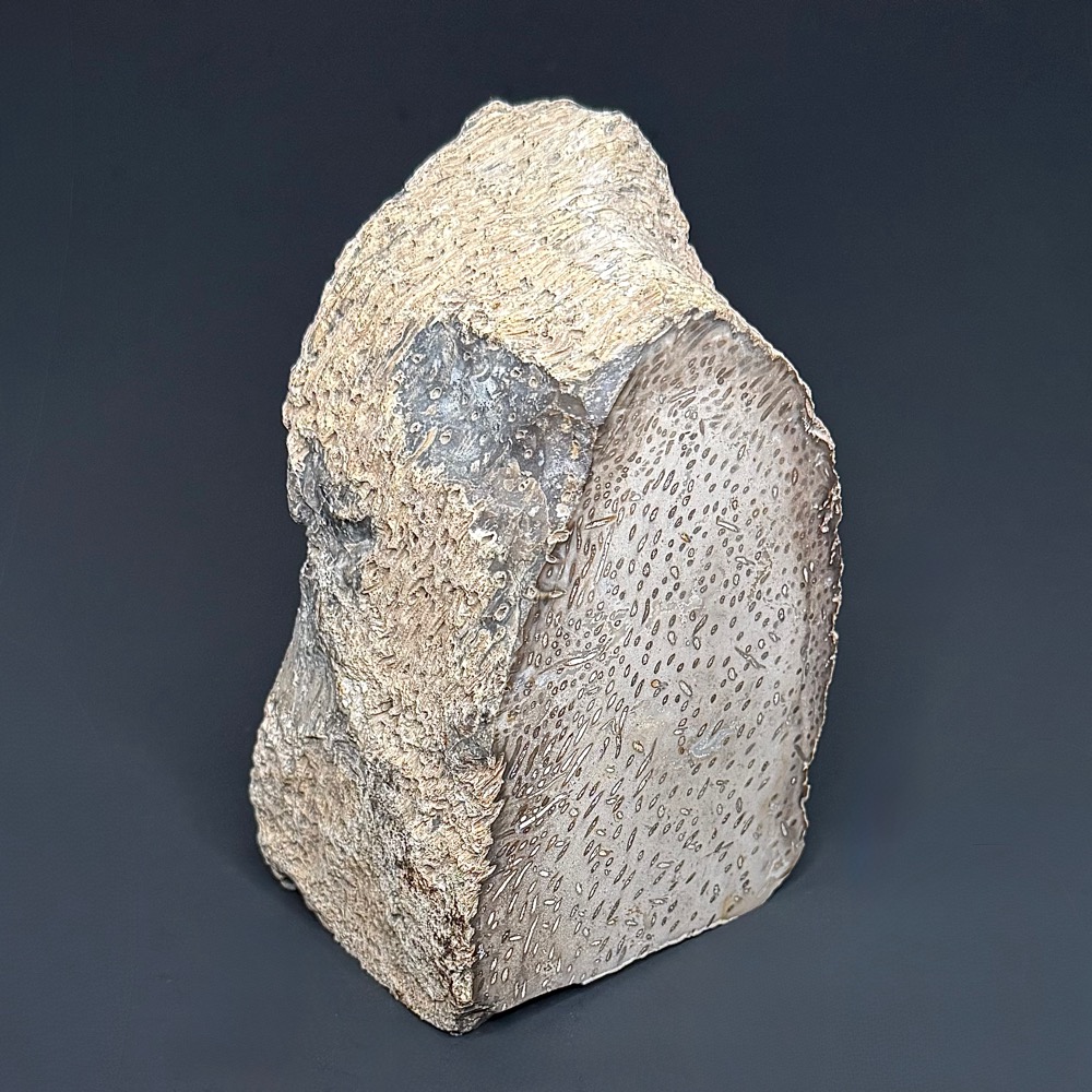 BCR307 Petrified Palmwood