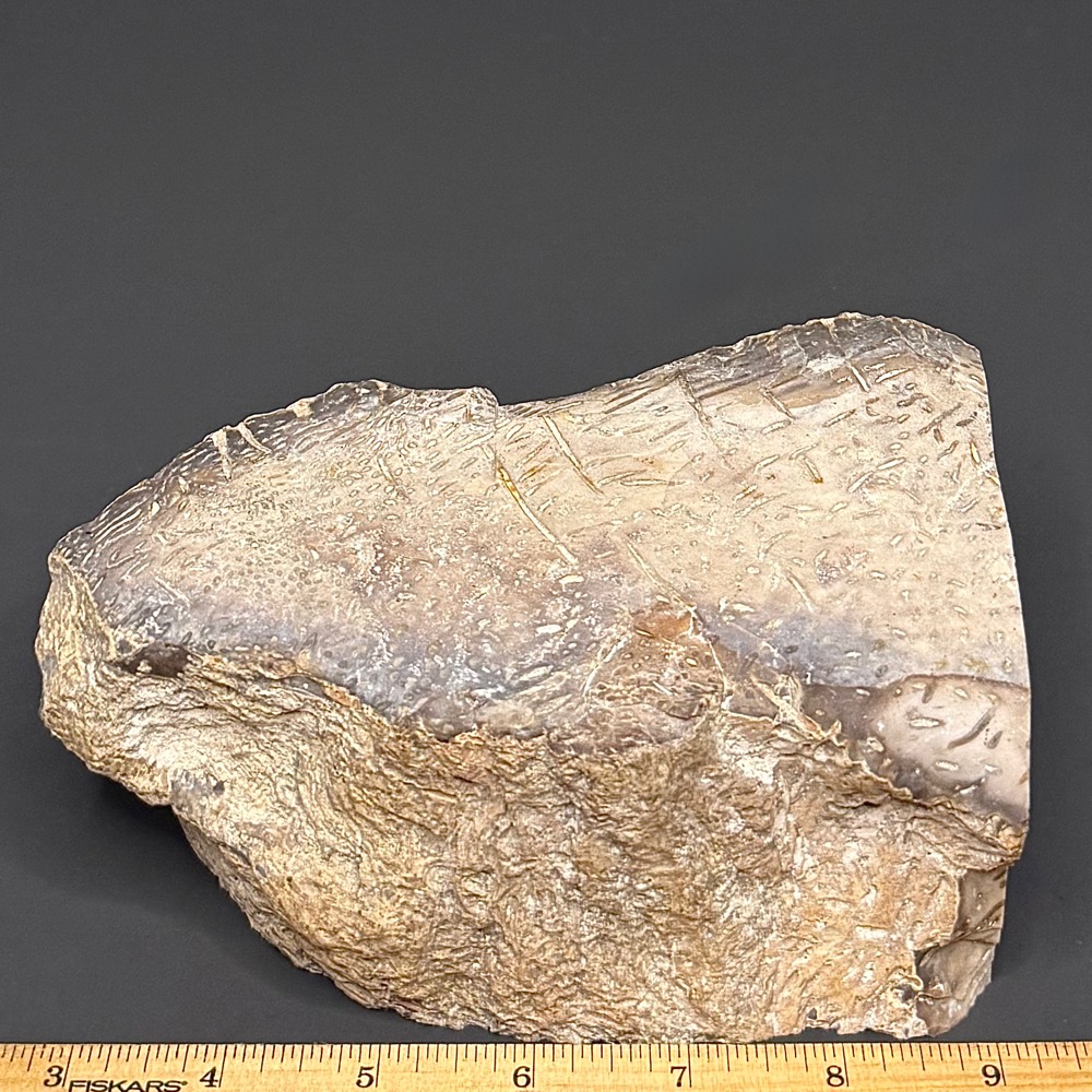 BCR307 Petrified Palmwood - Image 3